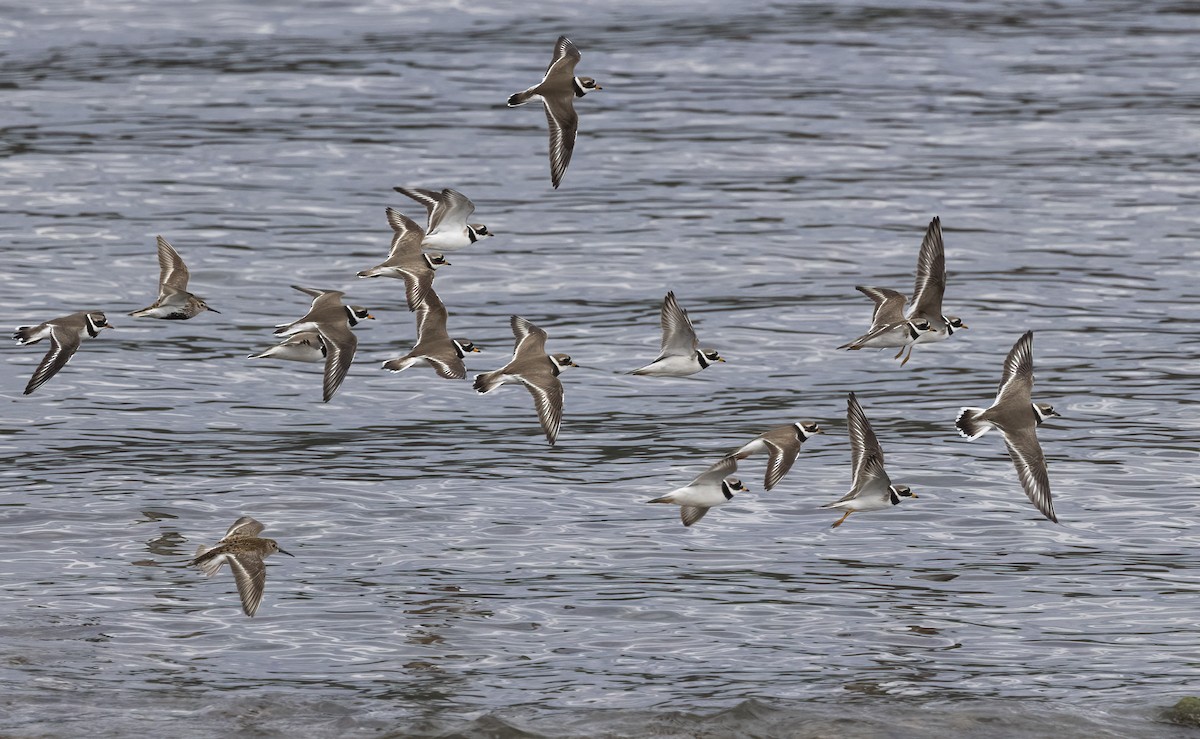 Common Ringed Plover - Delfin Gonzalez