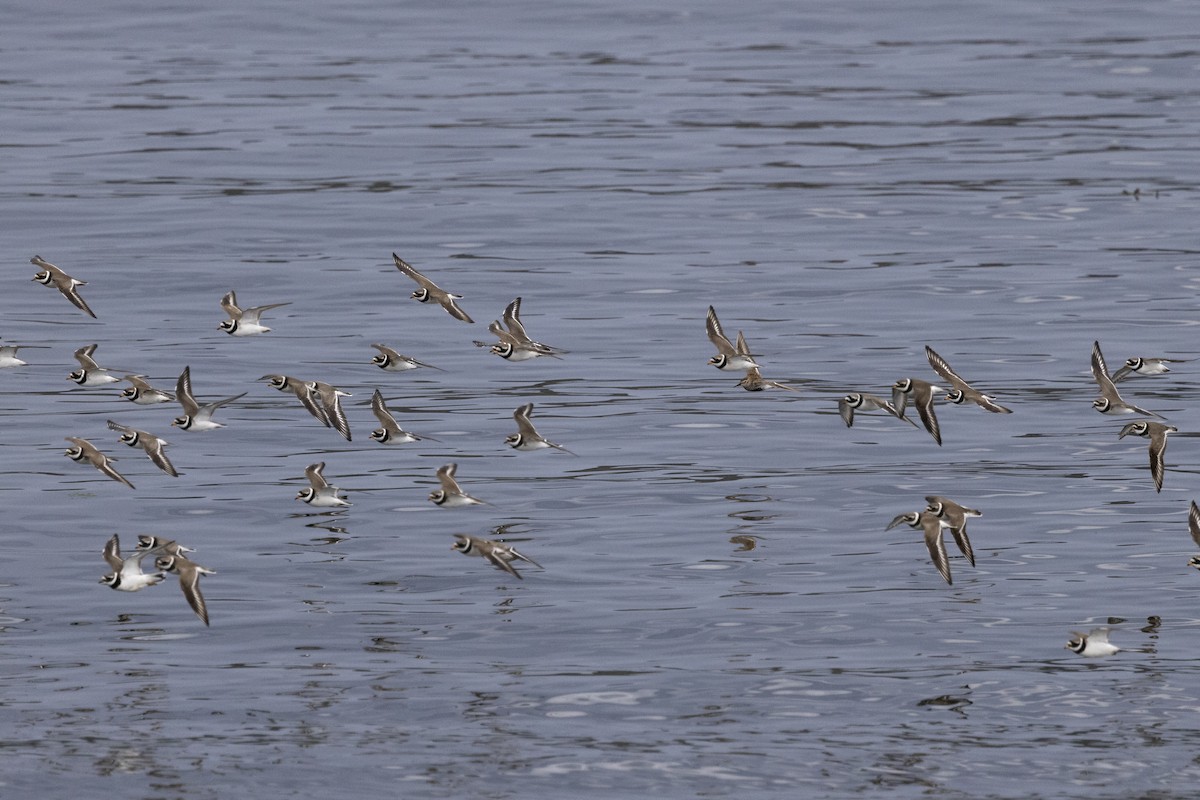 Common Ringed Plover - ML620666467