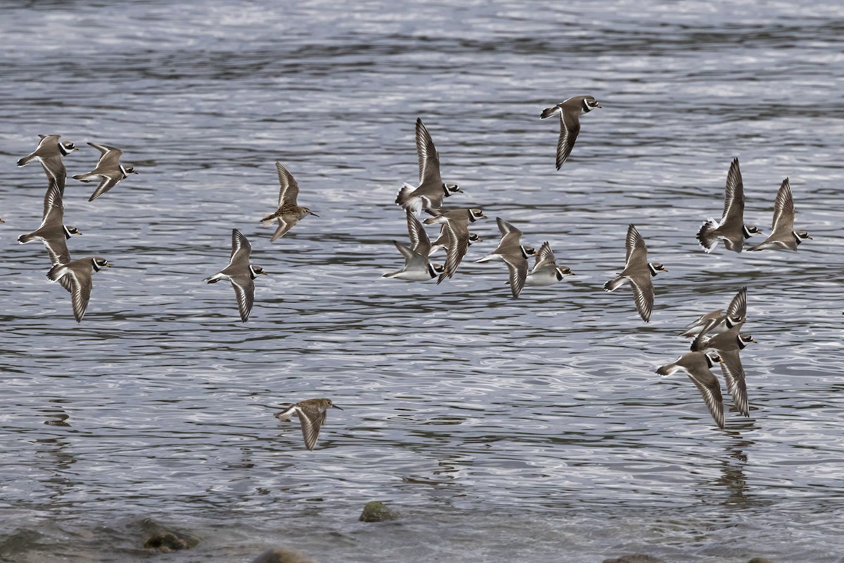 Common Ringed Plover - ML620666468