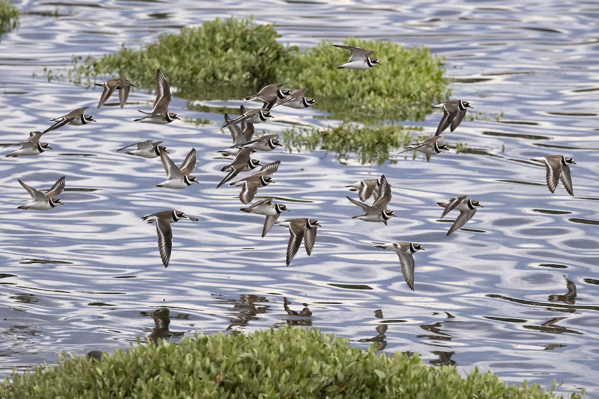 Common Ringed Plover - ML620666470