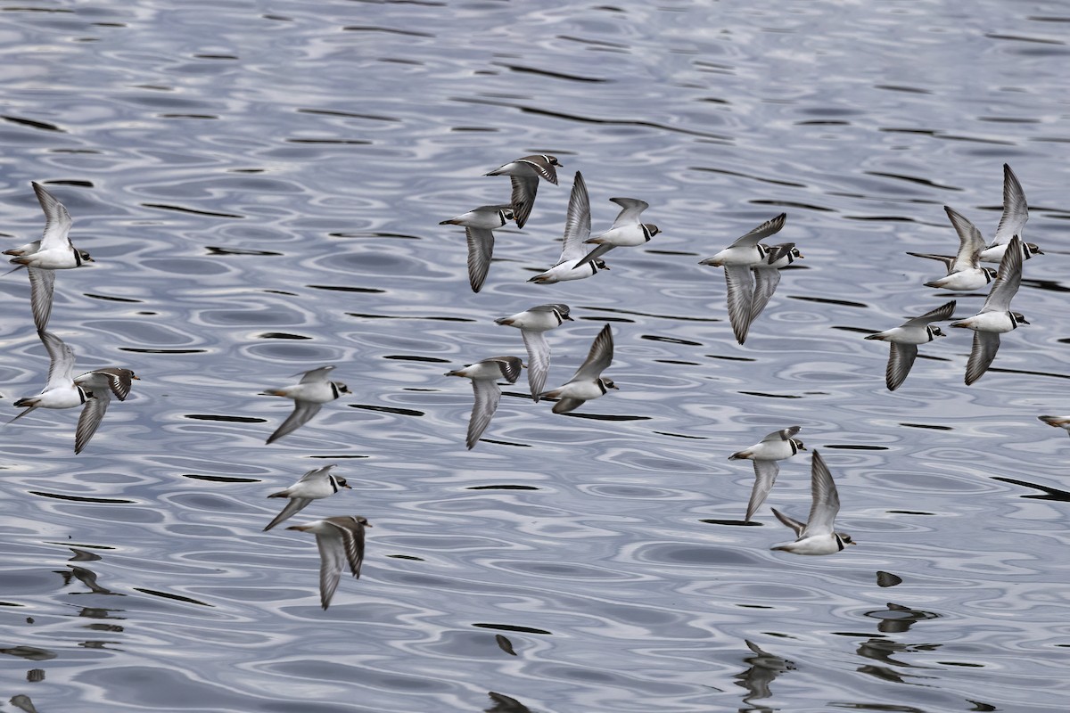 Common Ringed Plover - ML620666471