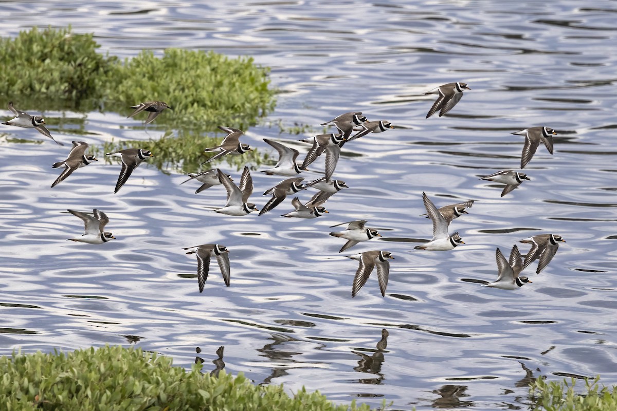 Common Ringed Plover - ML620666472