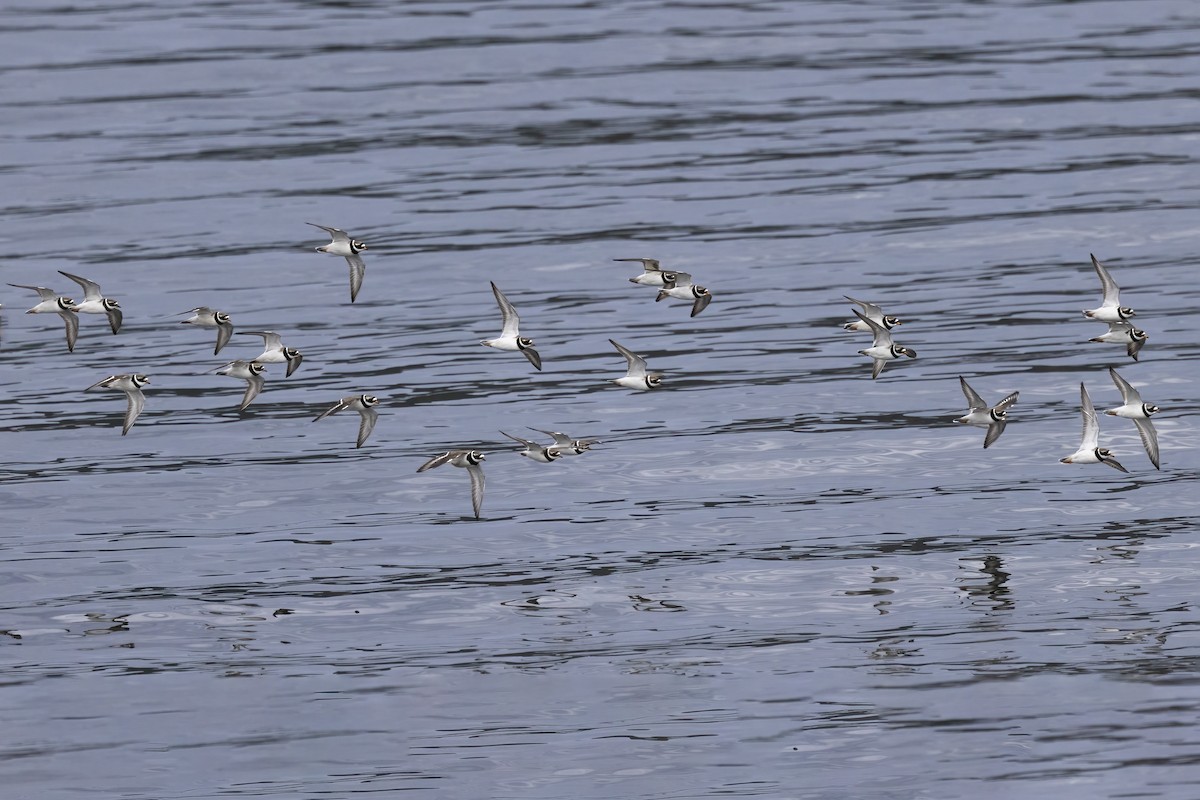 Common Ringed Plover - ML620666473