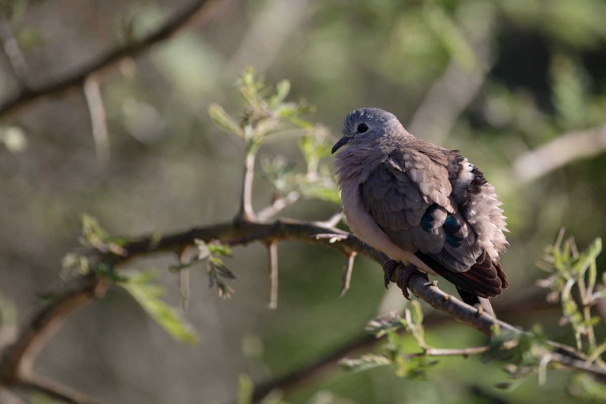 Emerald-spotted Wood-Dove - ML620666474