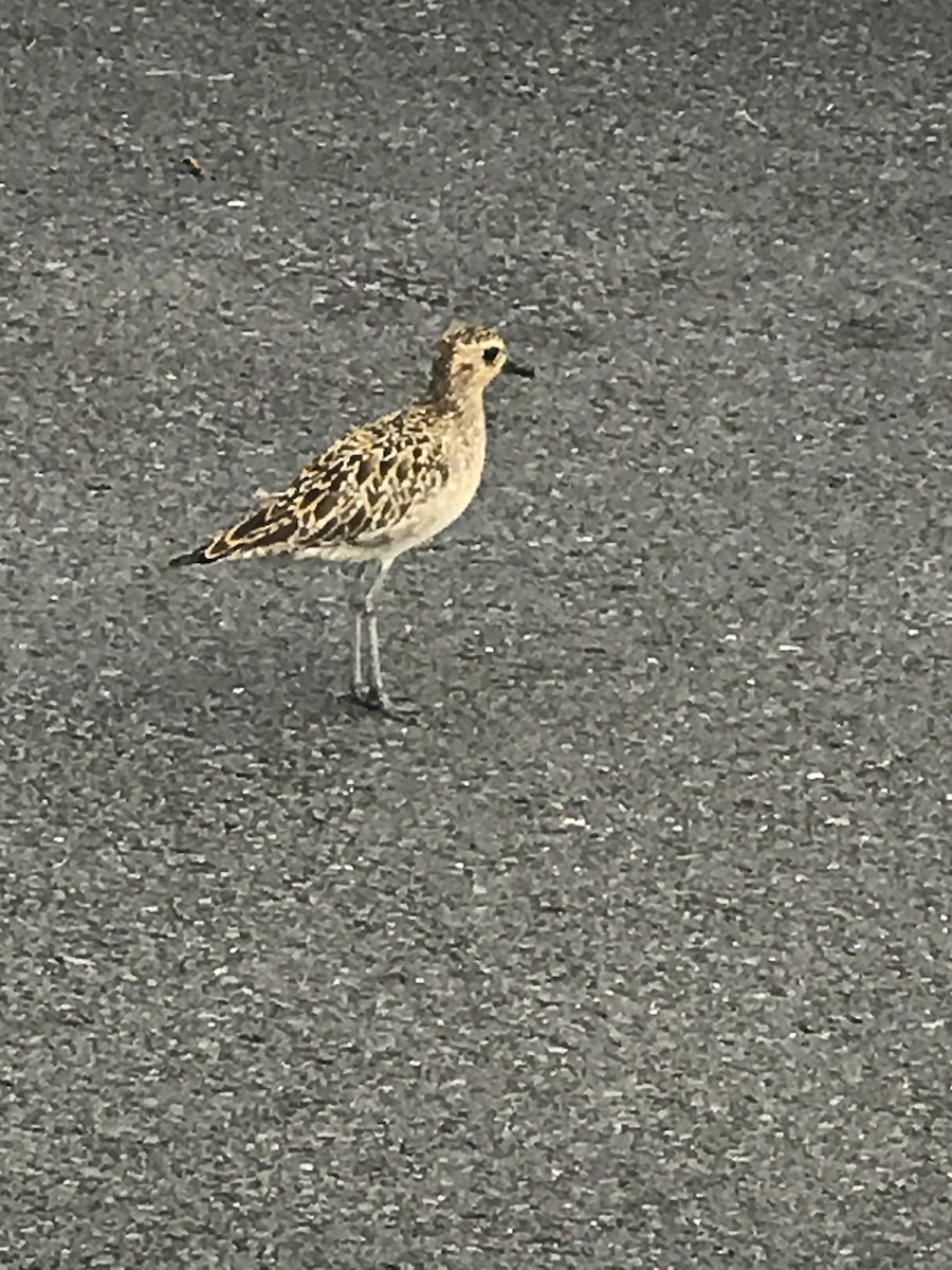 Pacific Golden-Plover - ML620666476