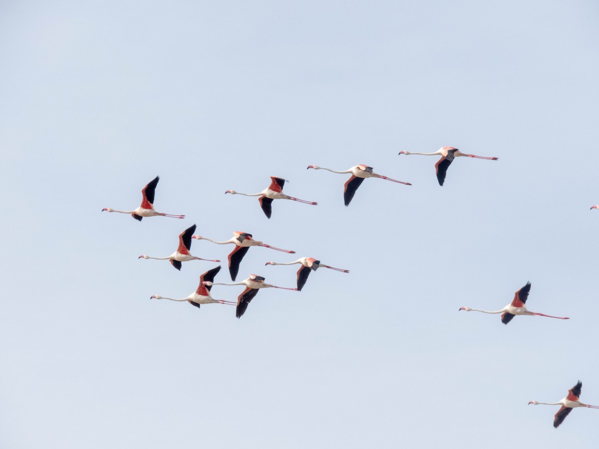 rosenflamingo - ML620666479