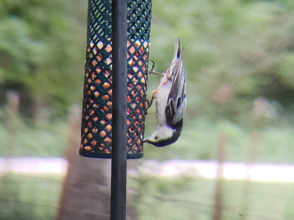 White-breasted Nuthatch - ML620666481