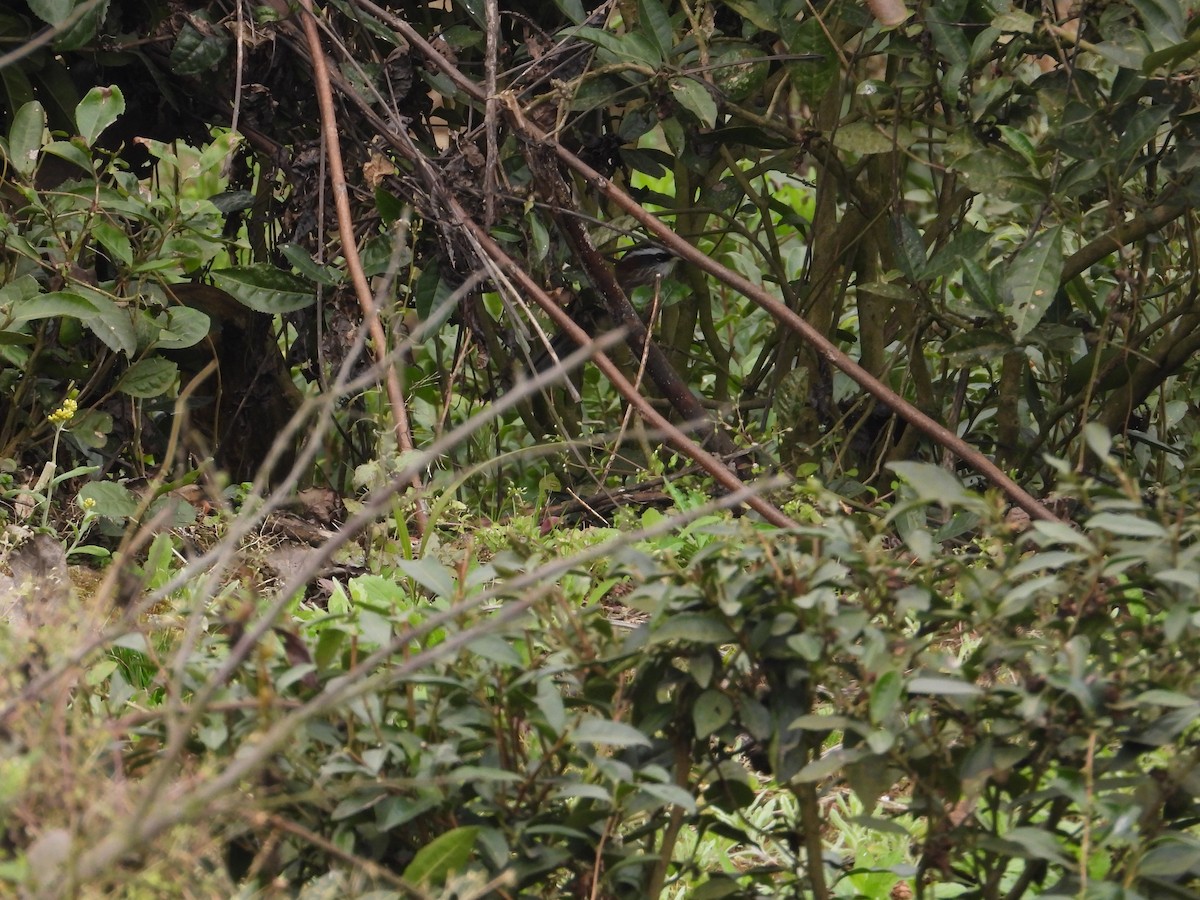 Streak-breasted Scimitar-Babbler - ML620666484