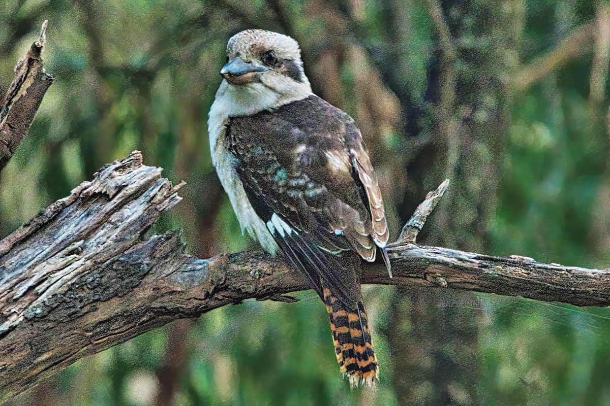 Laughing Kookaburra - ML620666485