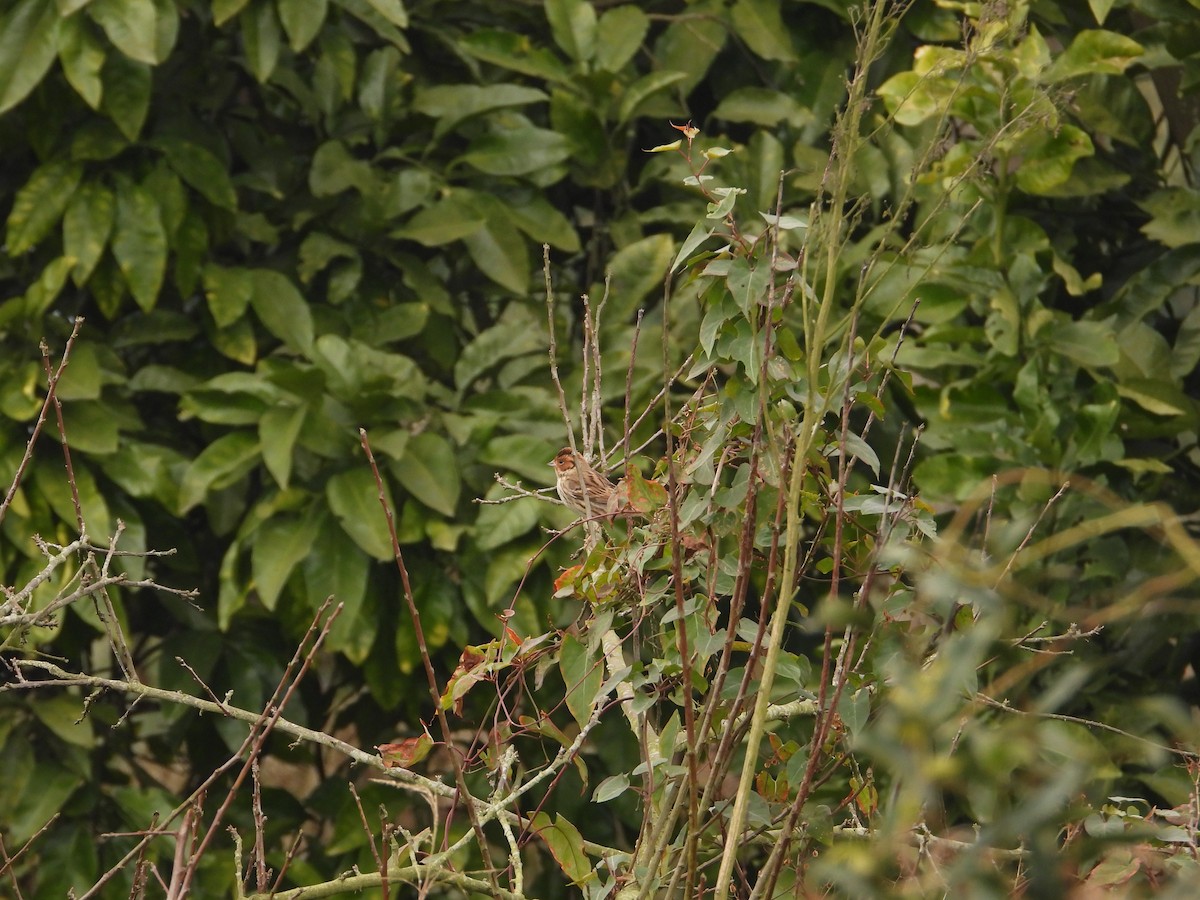 Little Bunting - Roy Wang