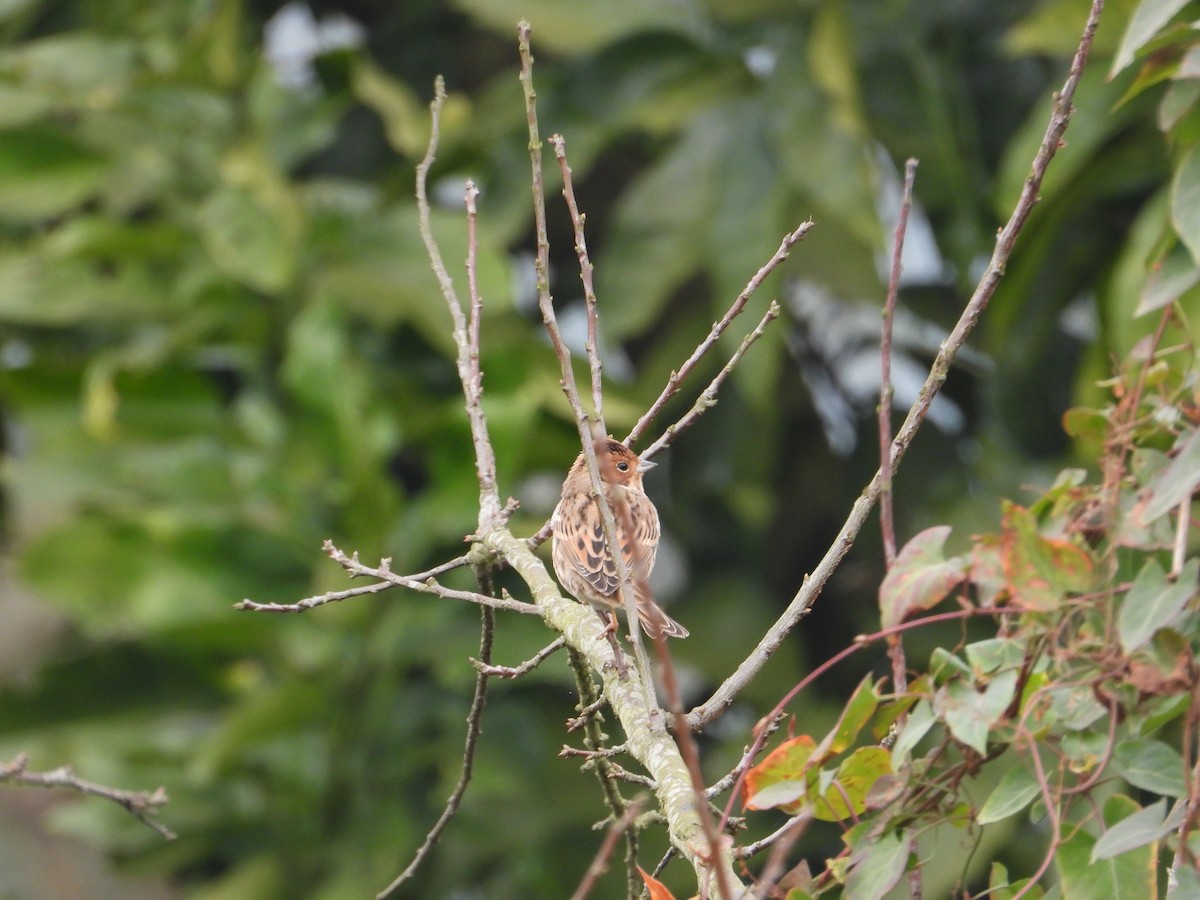 Little Bunting - ML620666487