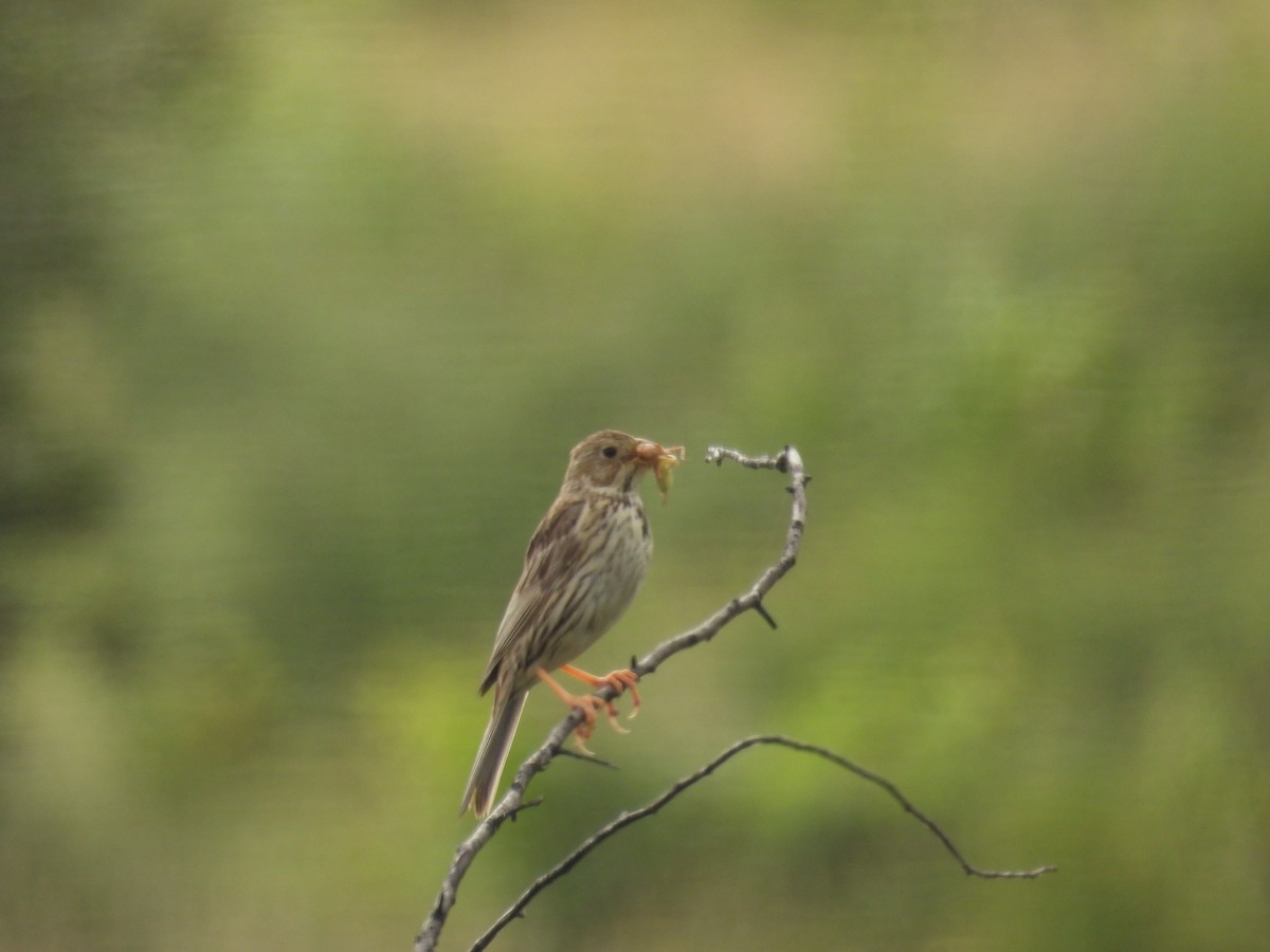 Corn Bunting - ML620666494