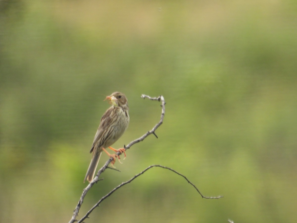 Corn Bunting - ML620666495