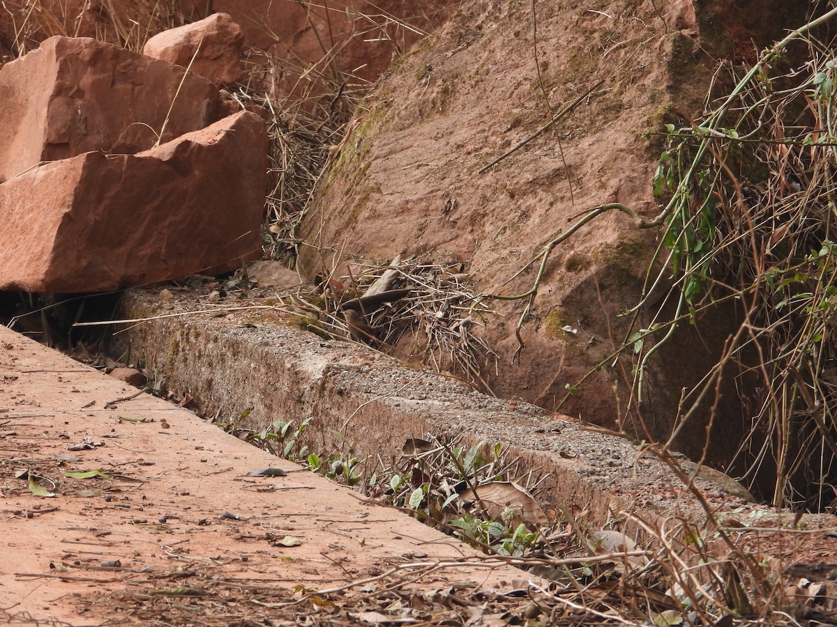 Eurasian Wren - ML620666498