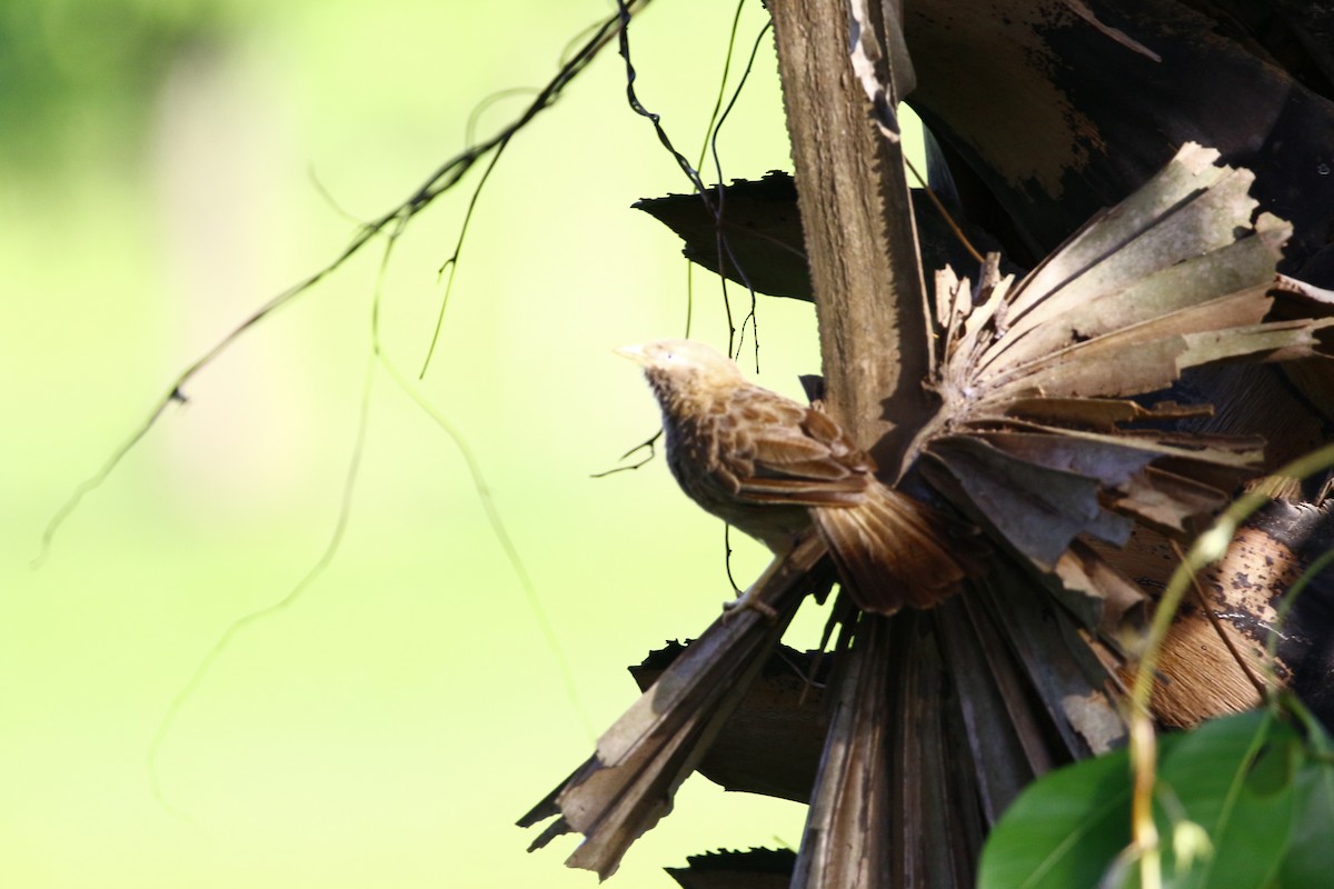 Yellow-billed Babbler - ML620666503