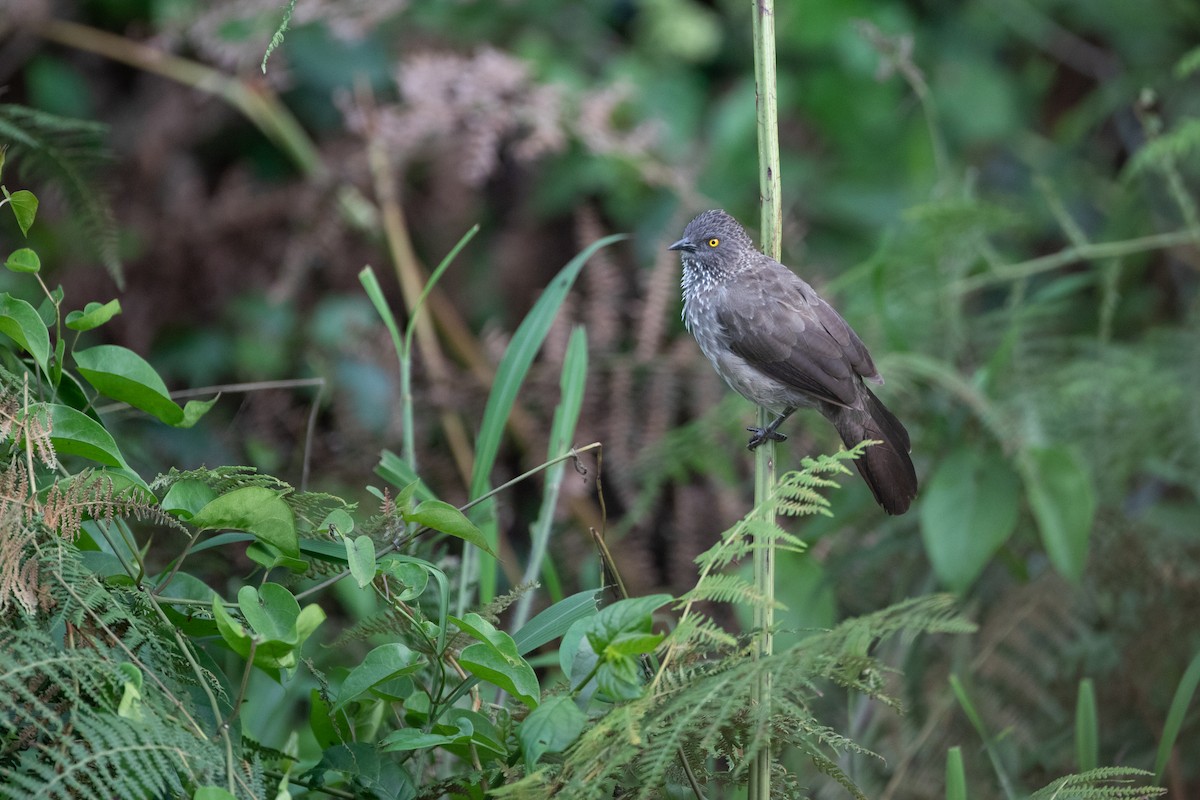 Arrow-marked Babbler - ML620666504