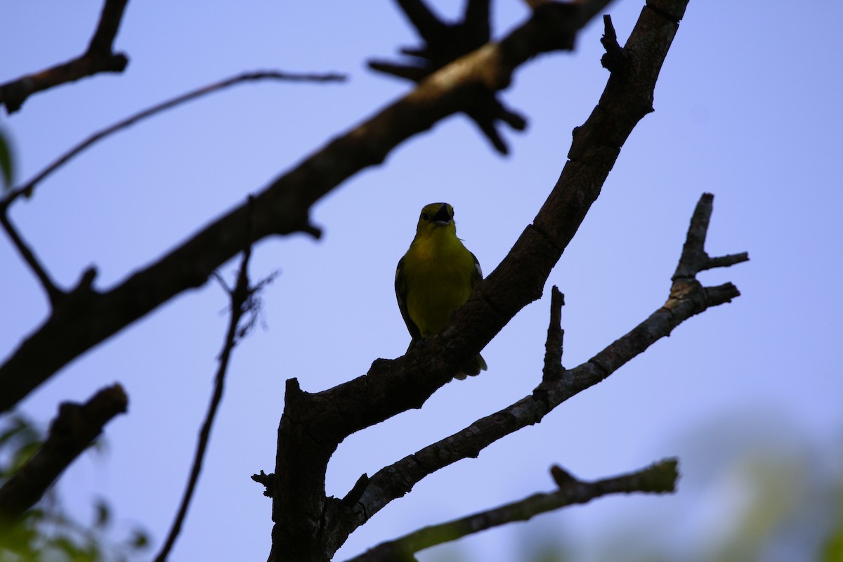 Common Iora - ML620666505