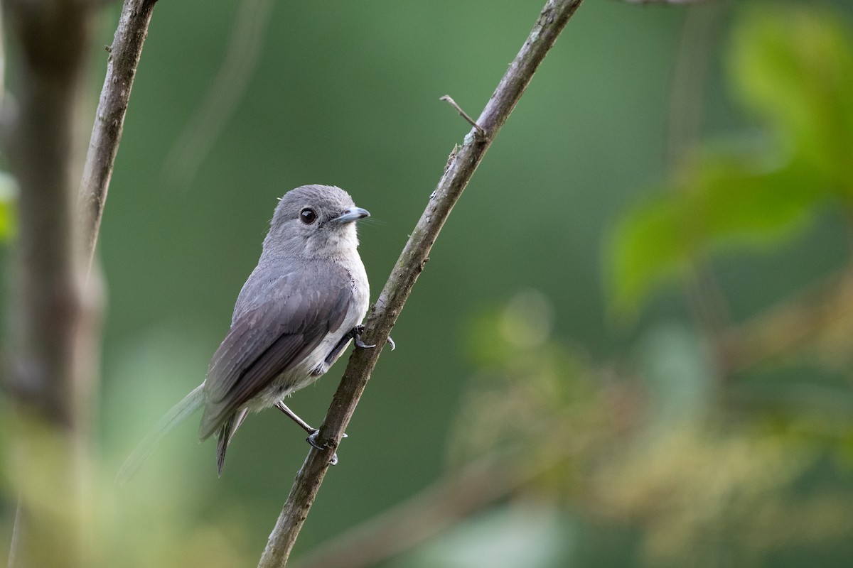 Gözlüklü Drongo Sinekkapanı - ML620666506