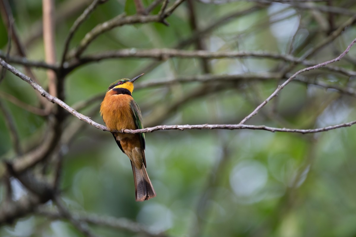 Cinnamon-chested Bee-eater - ML620666507