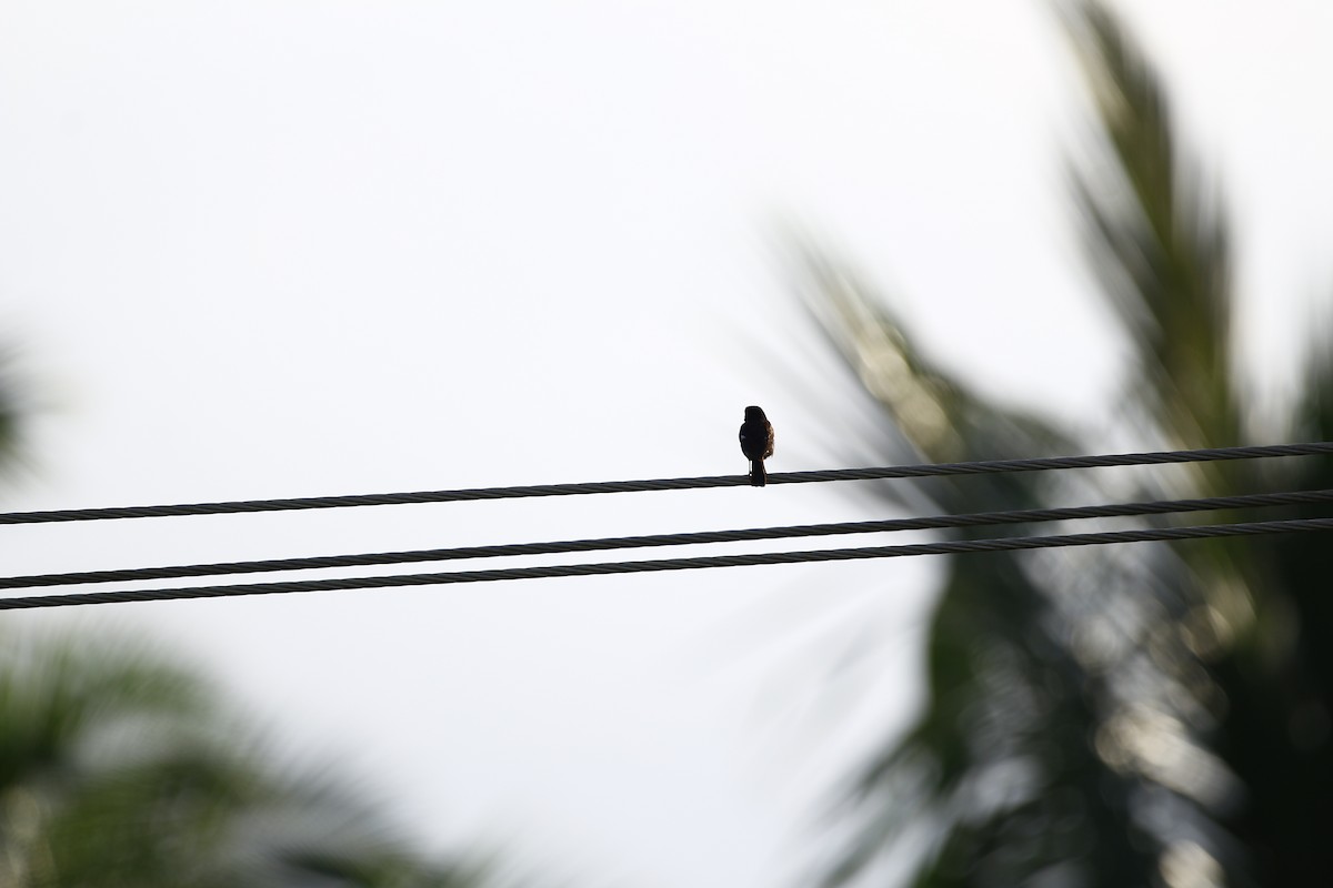 Pied Bushchat - ML620666508