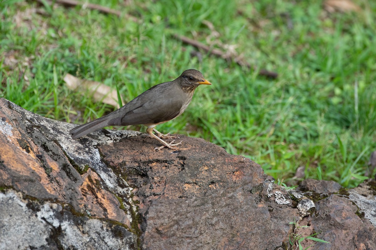 African Thrush - ML620666509