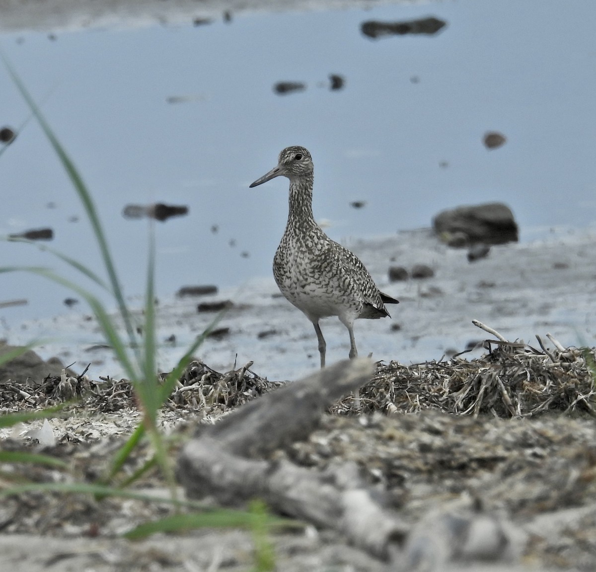 Willet - ML620666515