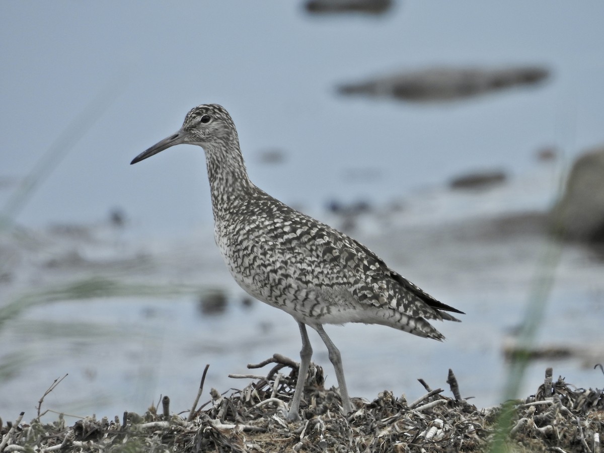 Willet - ML620666518