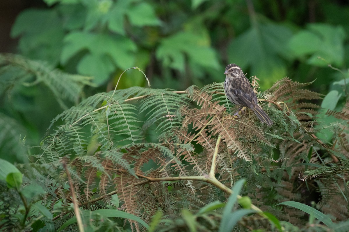 Streaky Seedeater - ML620666519