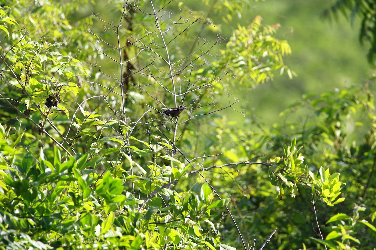 Indian Robin - Dr. Vivek Vaidyanathan