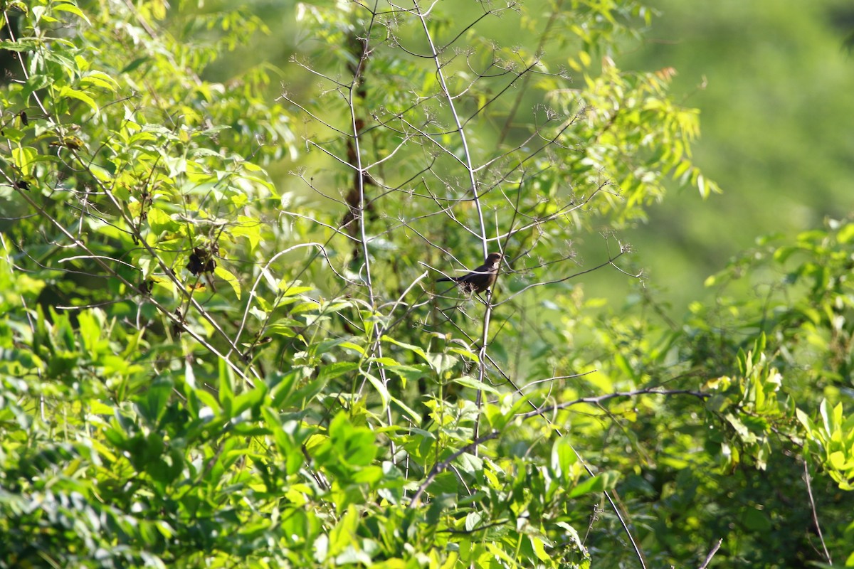 Indian Robin - ML620666521