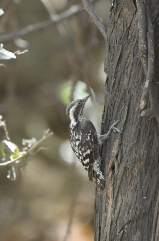 Brown-capped Pygmy Woodpecker - ML620666522