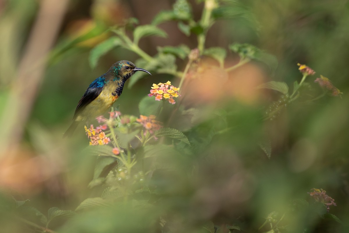 カワリタイヨウチョウ - ML620666523