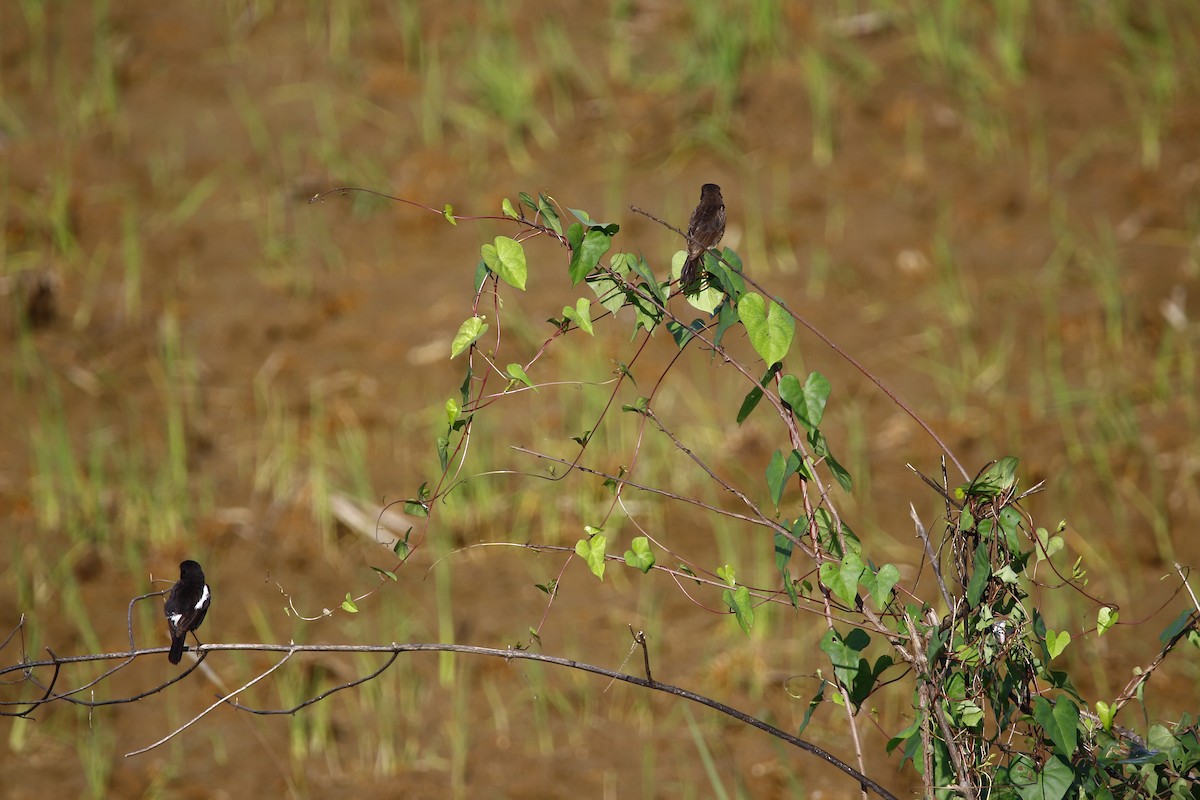 Pied Bushchat - ML620666524