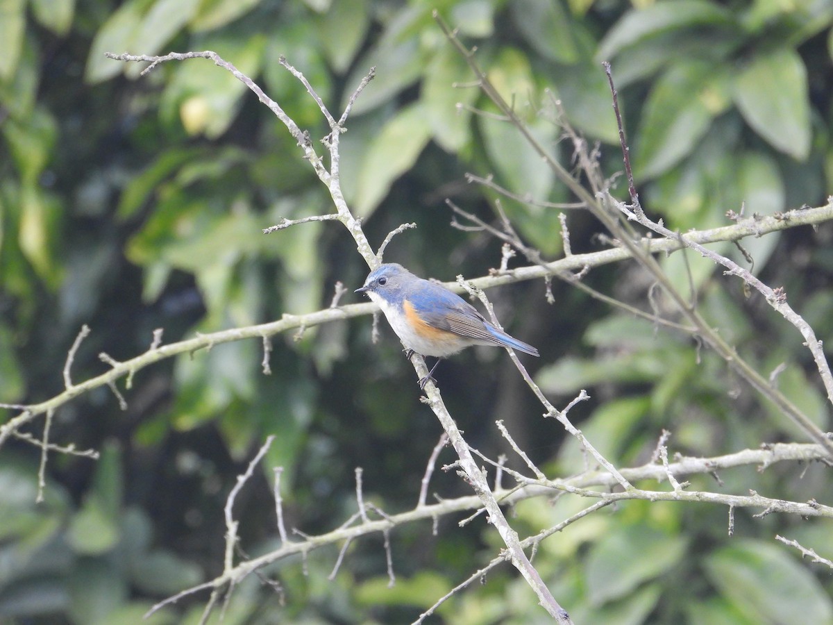 Red-flanked Bluetail - ML620666525