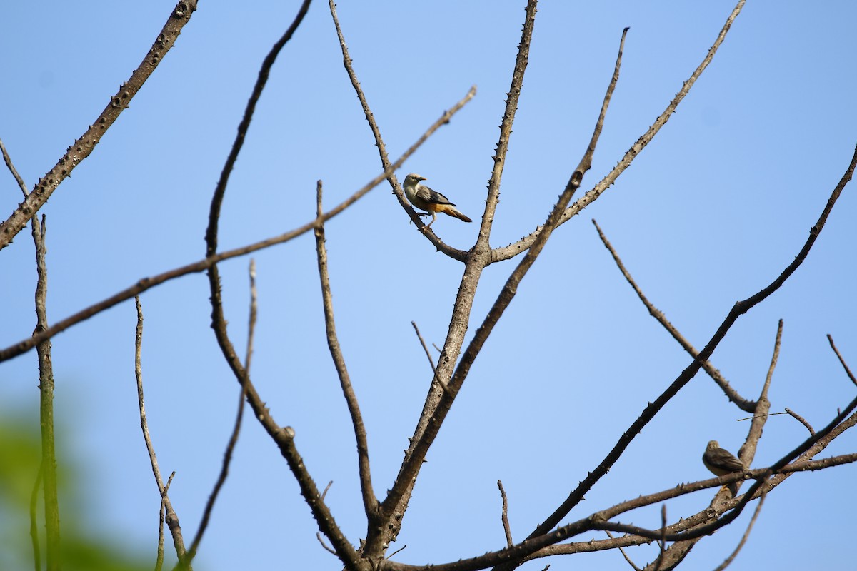 Malabar Starling - ML620666526