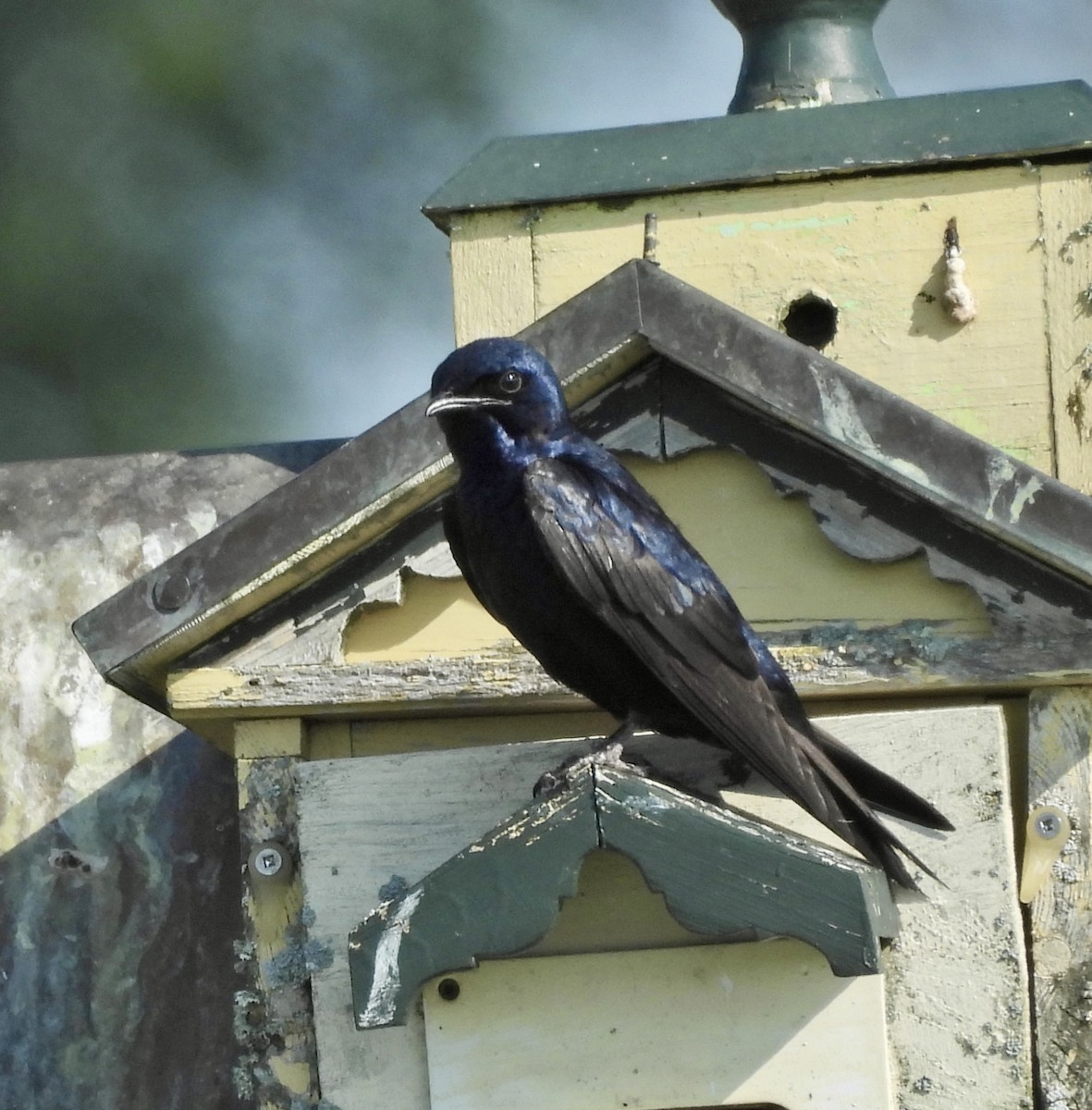 Purple Martin - ML620666527