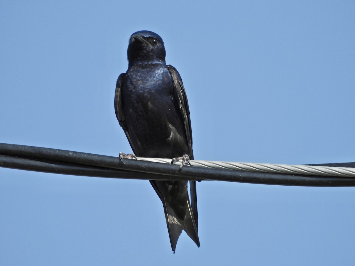 Golondrina Purpúrea - ML620666529