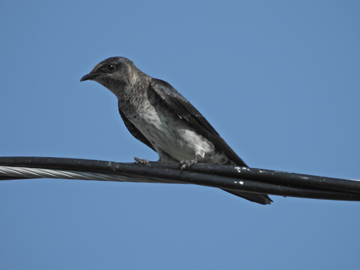 Golondrina Purpúrea - ML620666530