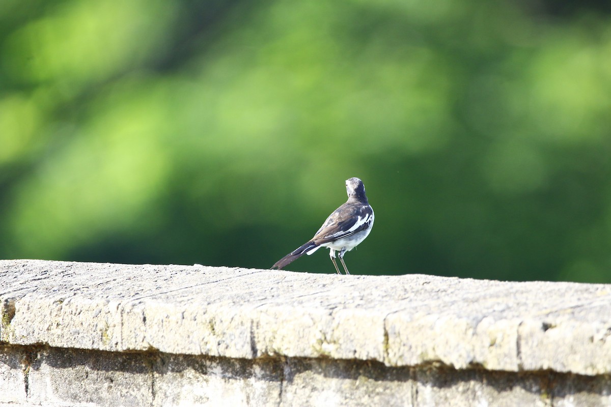 White-browed Wagtail - ML620666533