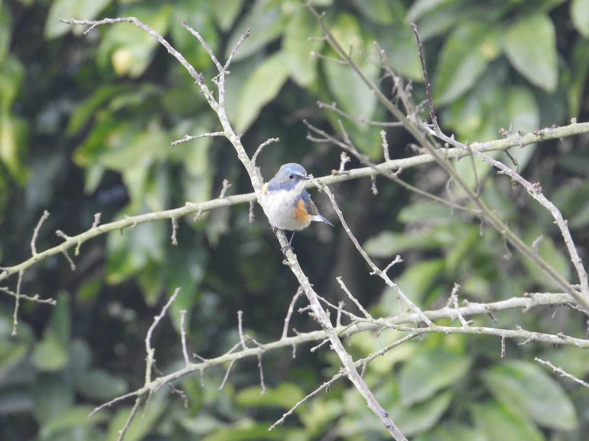 Robin à flancs roux - ML620666534