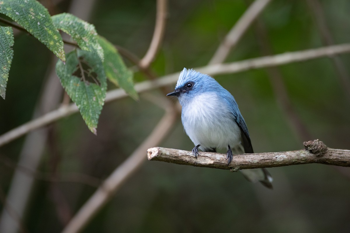 Blauhaubenschnäpper - ML620666535