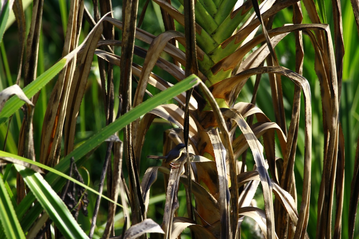 Ashy Prinia - ML620666536