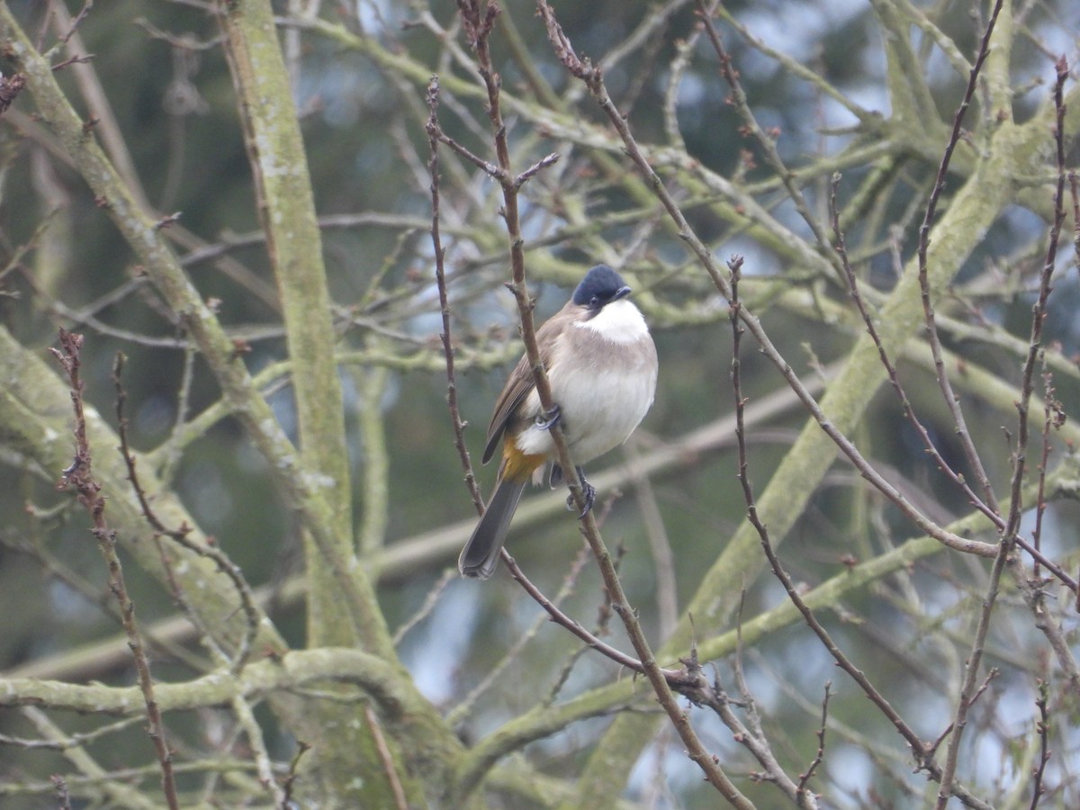 Bulbul à poitrine brune - ML620666537