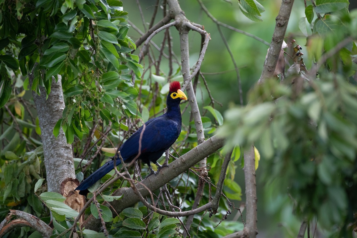 Ross's Turaco - ML620666539