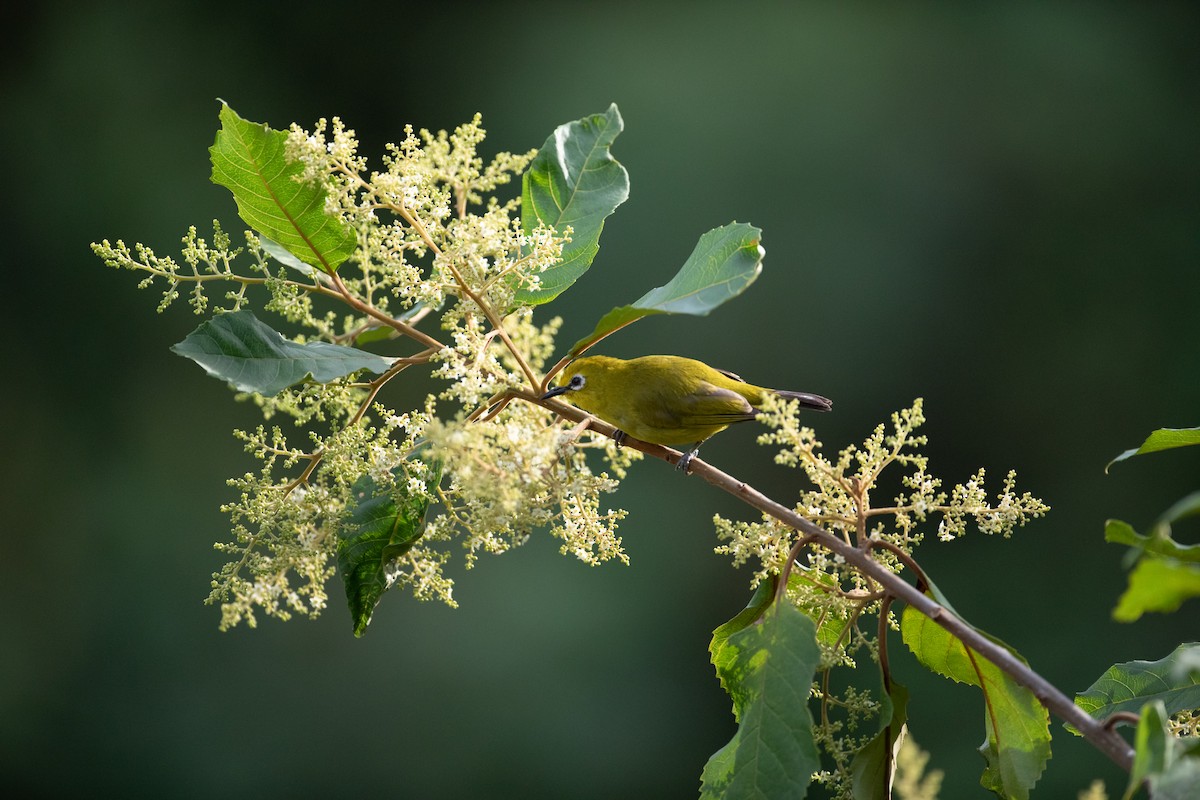 Northern Yellow White-eye - ML620666544