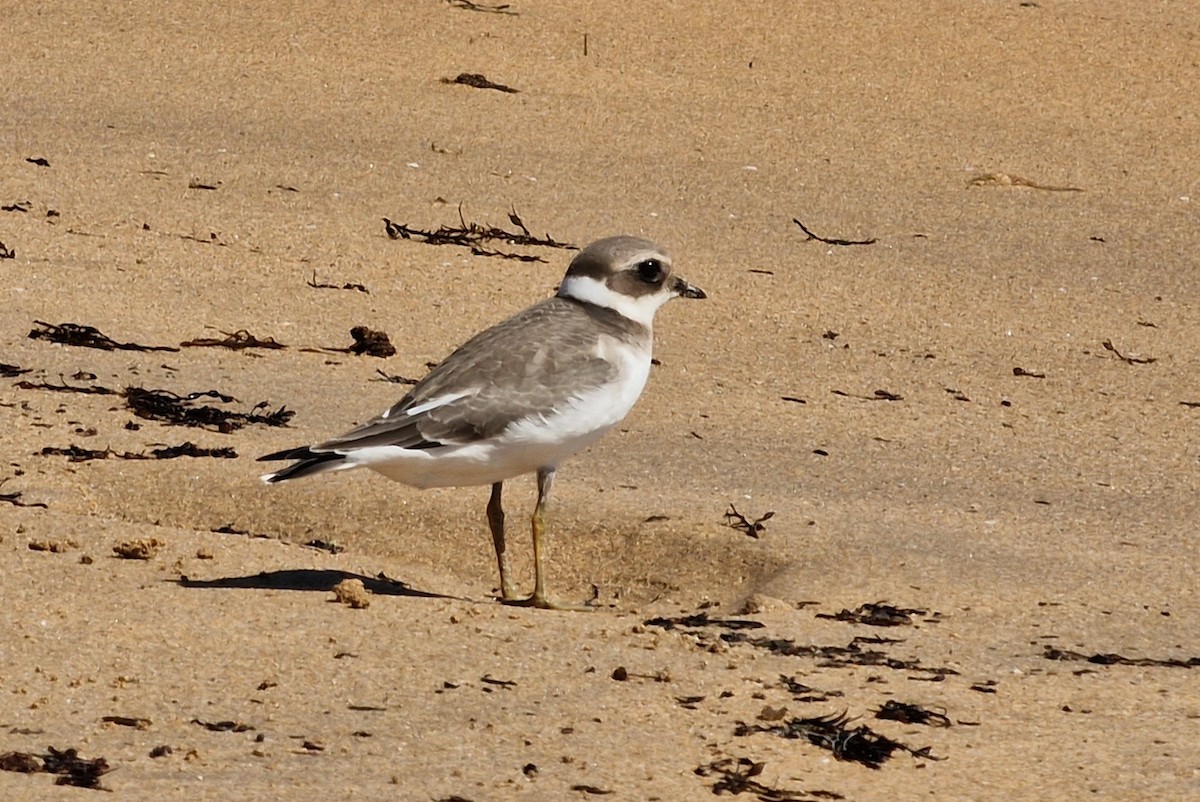 Common Ringed Plover - ML620666548