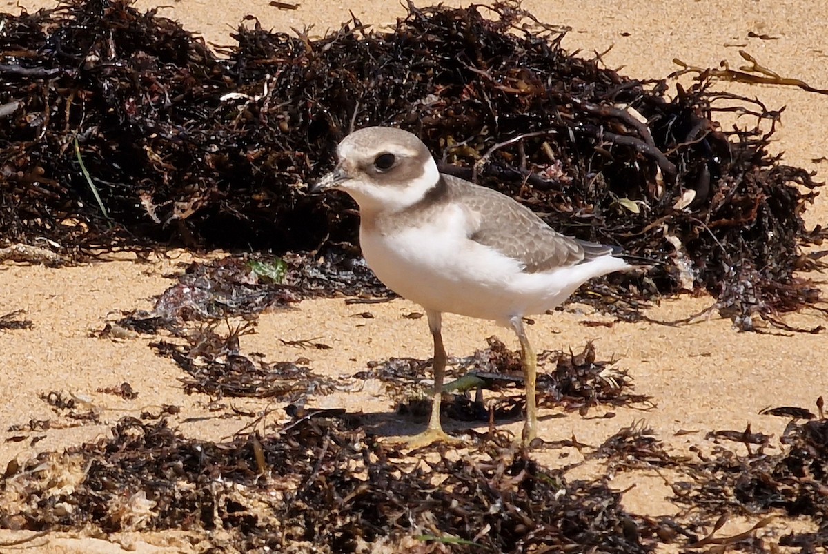 Common Ringed Plover - ML620666550