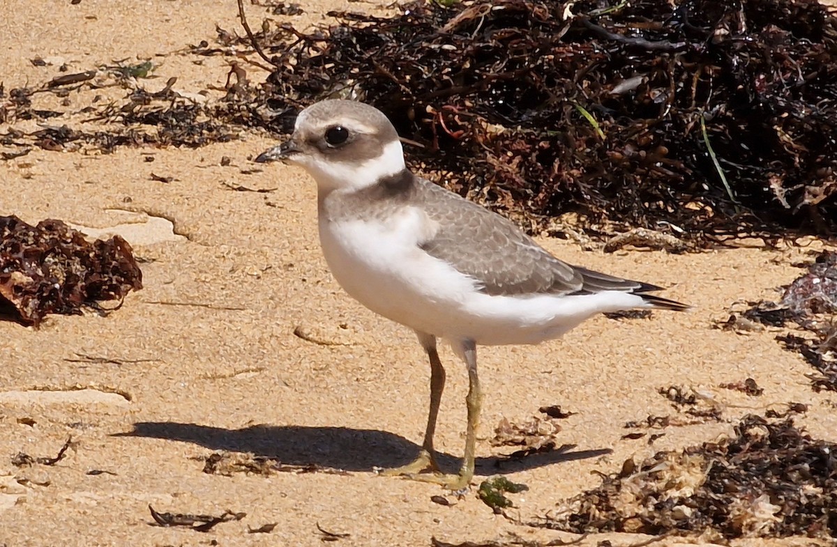 Common Ringed Plover - ML620666551