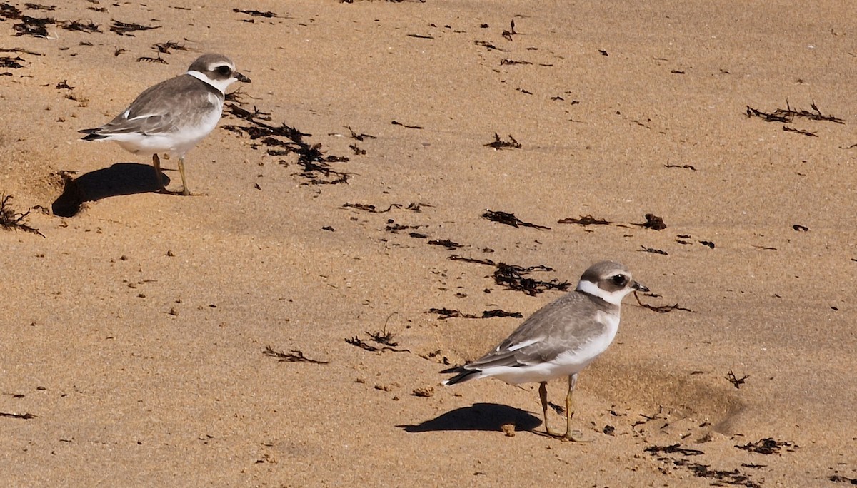 Common Ringed Plover - ML620666552