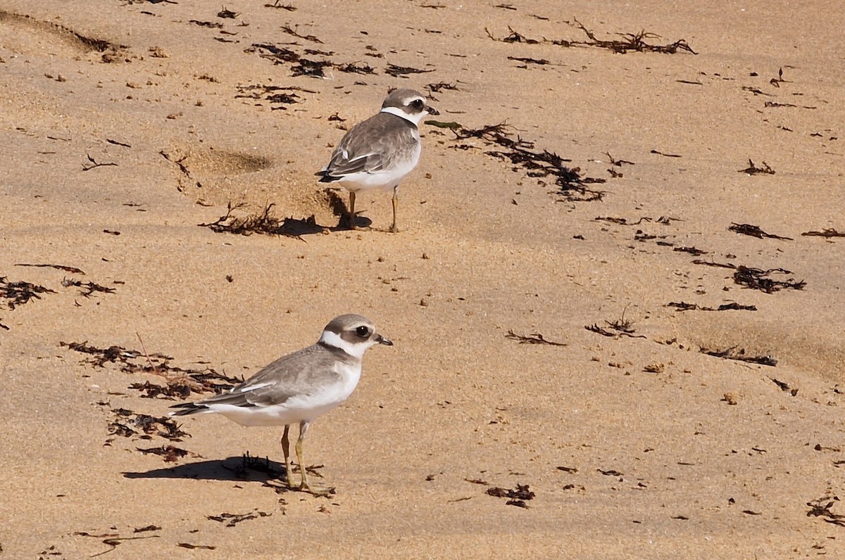 Sandregenpfeifer - ML620666553